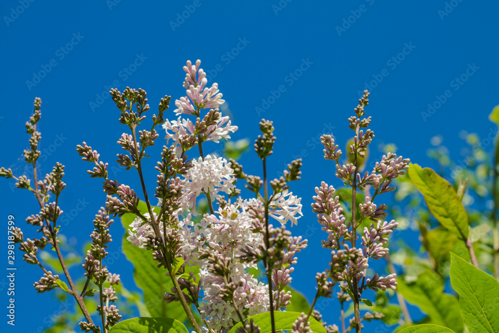 Lilac branches on a background of blue sky. background with blank space for text. Summer time. Lilac branches on a background of blue sky. background with blank space for text. Summer time.