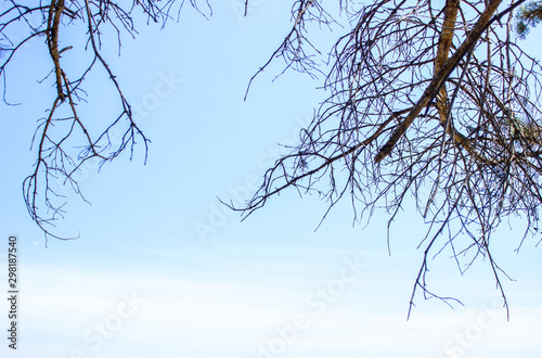 Blue sky with clouds and tree branches without leaves. background with blank space for text