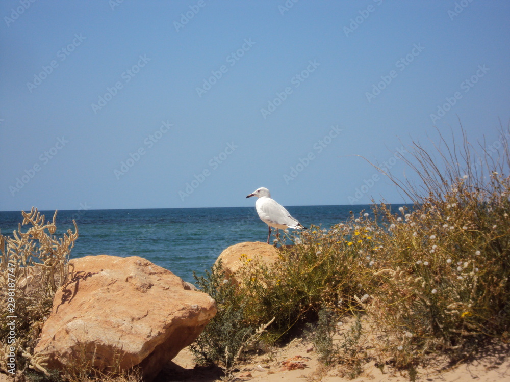 Seagull at Exmouth Beach - Western Australia Seagull at Exmouth Beach - Western Australia