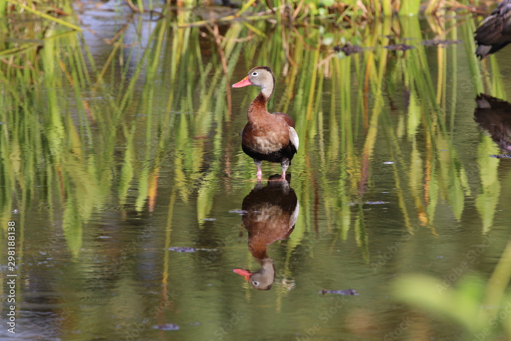 duck in pond