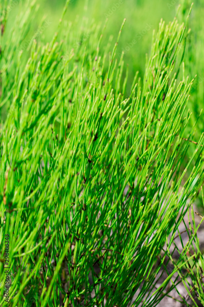 Background from grass. Horsetail in a swamp on a summer sunny day. Background from grass. Horsetail in a swamp on a summer sunny day.