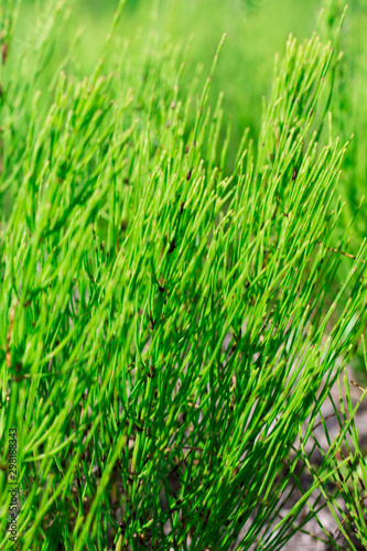 Background from grass. Horsetail in a swamp on a summer sunny day.