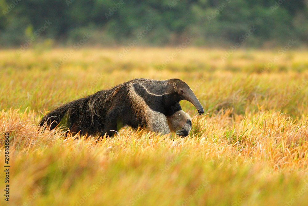 Poster giant anteater (Myrmecophaga tridactyla), also known as the ant ...
