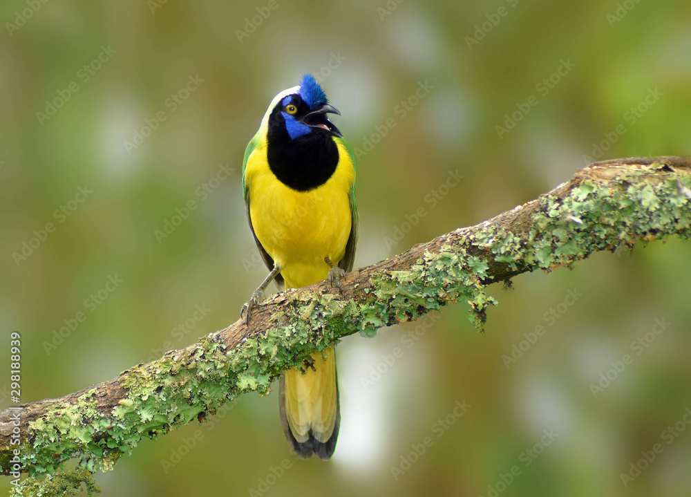 Fototapeta premium Green Jay (Cyanocorax yncas)