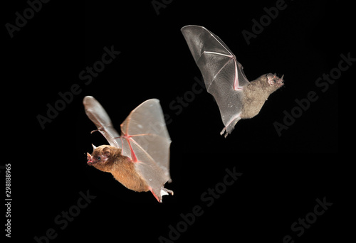 A bat flies at night in Medellin
