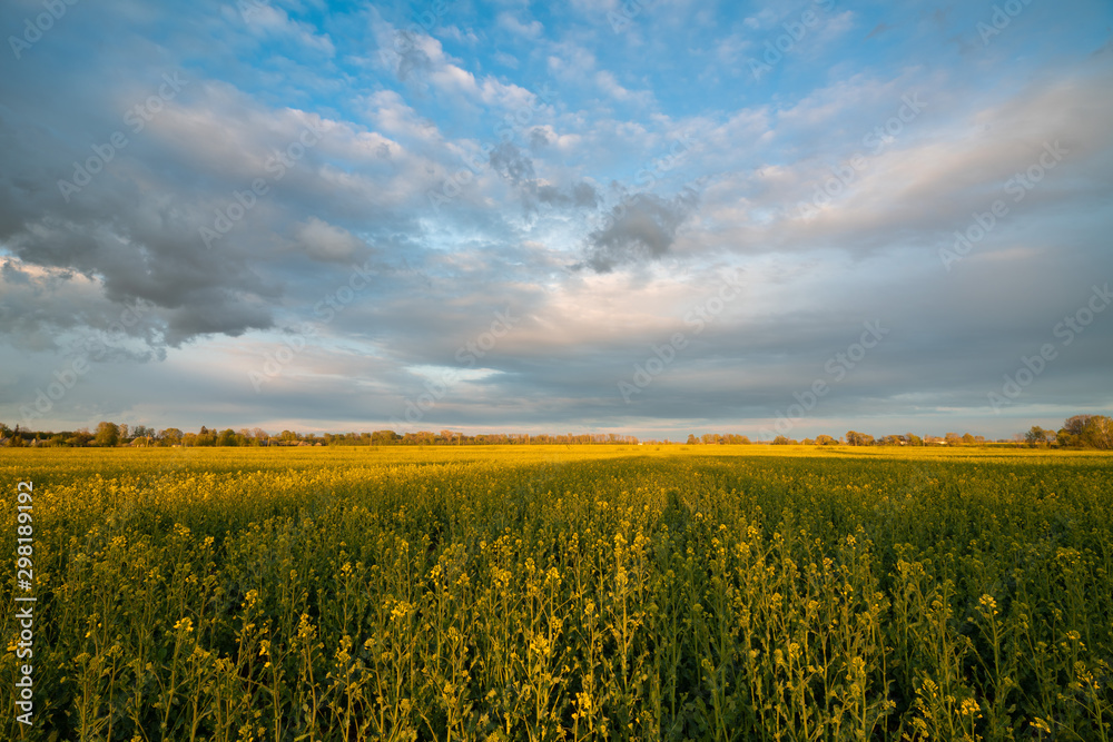 Fototapeta premium sunset and blossom