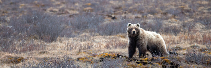 Young Grizzly Bear scavenging in the mountain in Denali National Park in Alaska United States