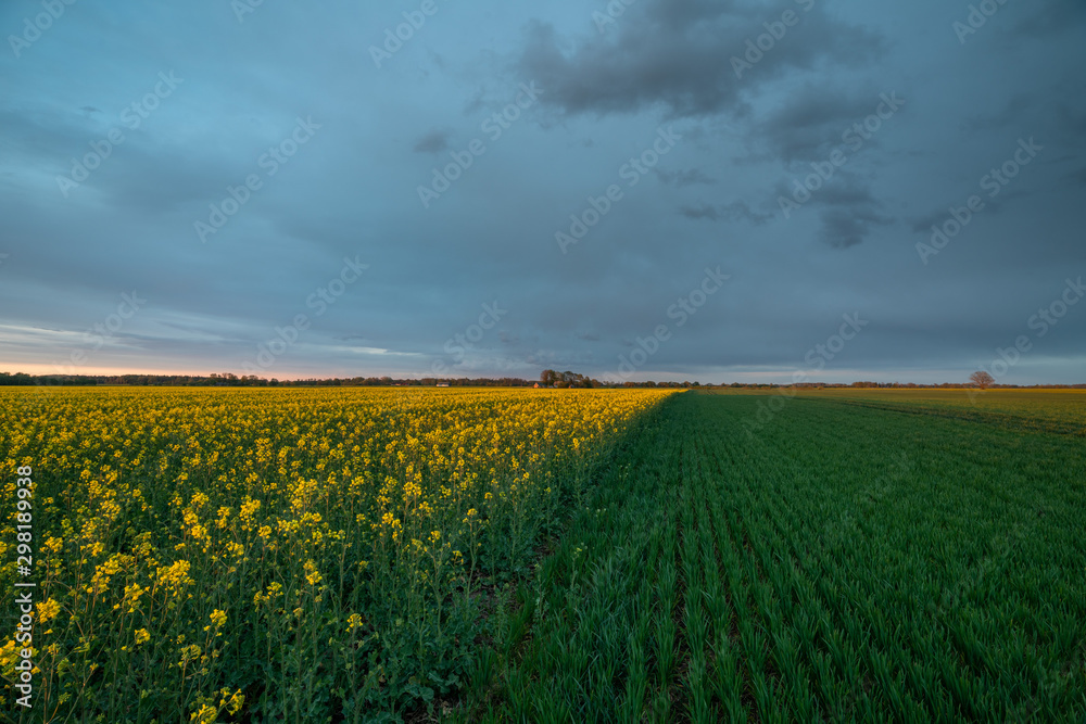 Sunset and rapeseed