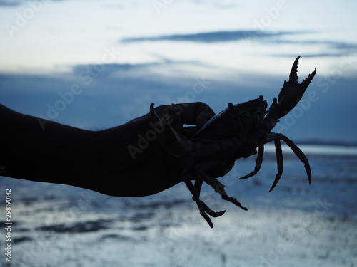 Hand holding crab