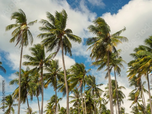 Coconut plantation