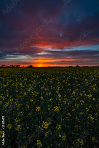 Rapeseed blossom at sunset time