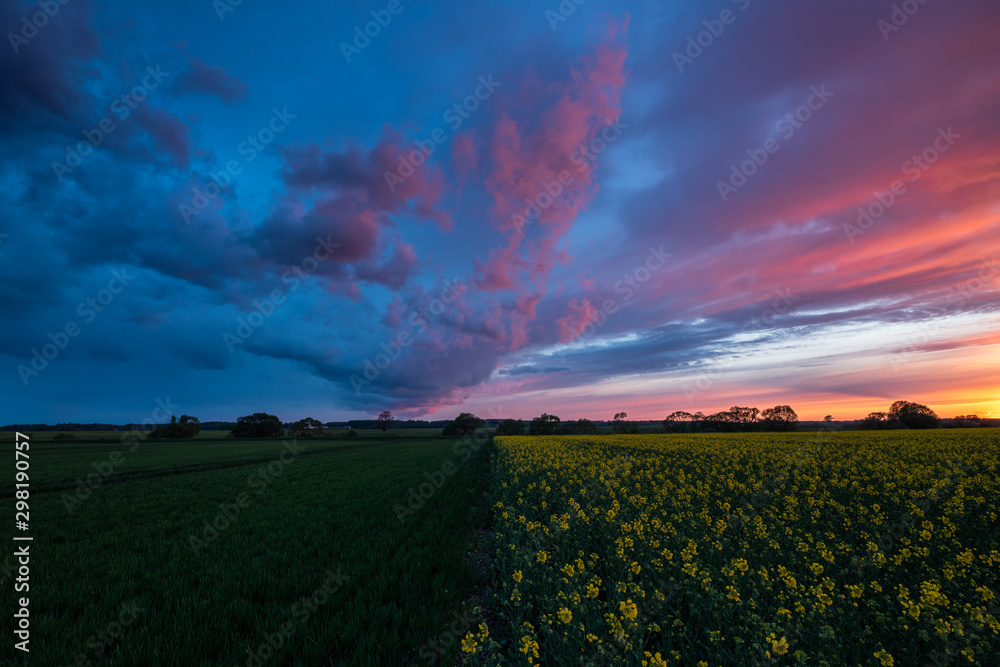 sunset over rapeseed