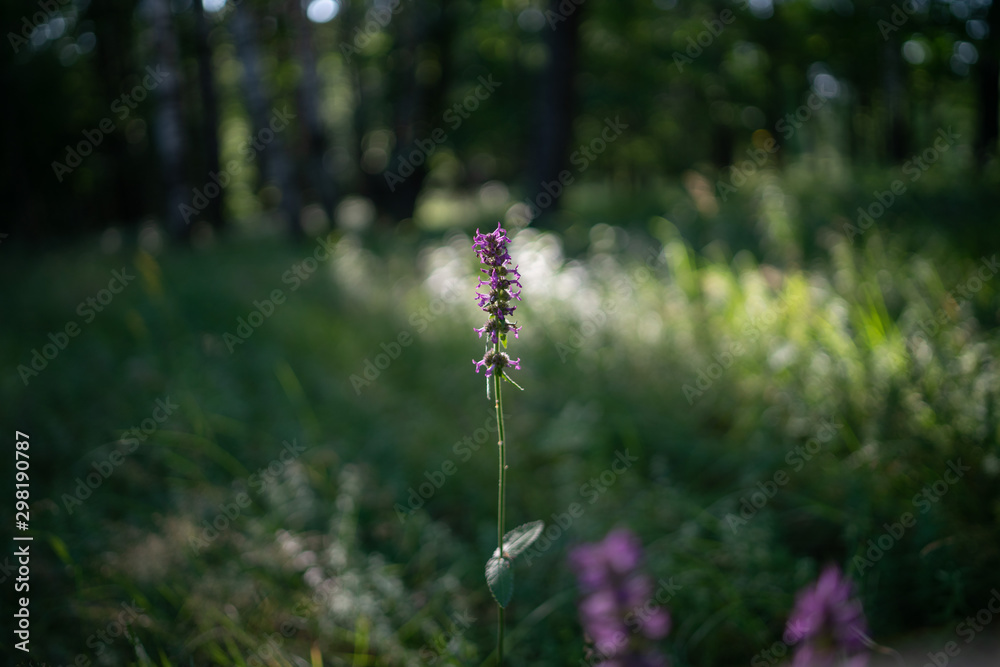 Vegetation