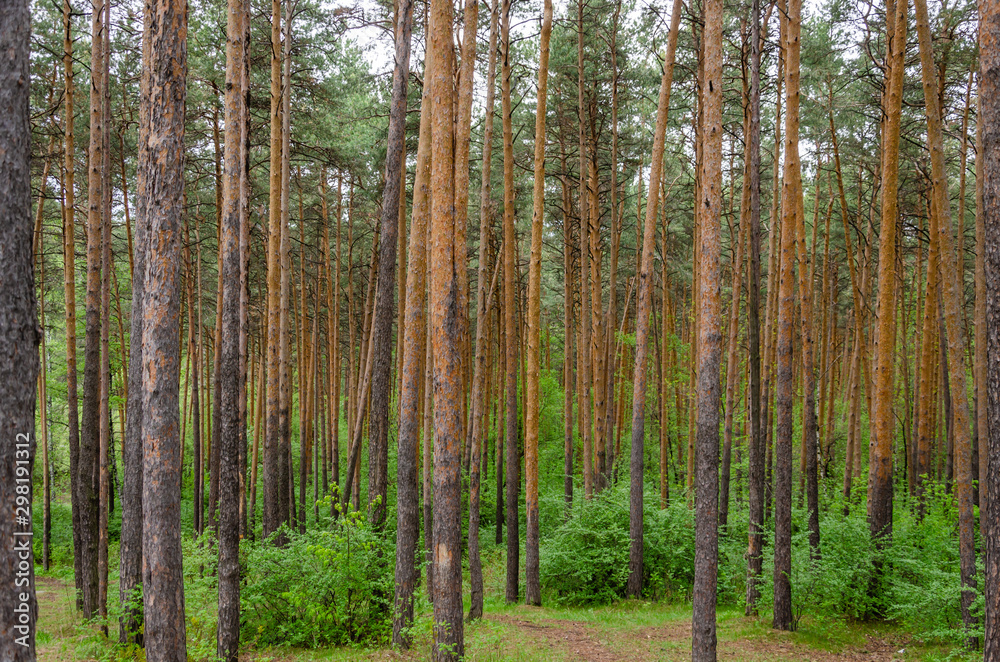 Tall pines in the forest in autumn.