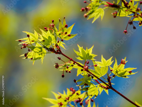 Young maple leaves