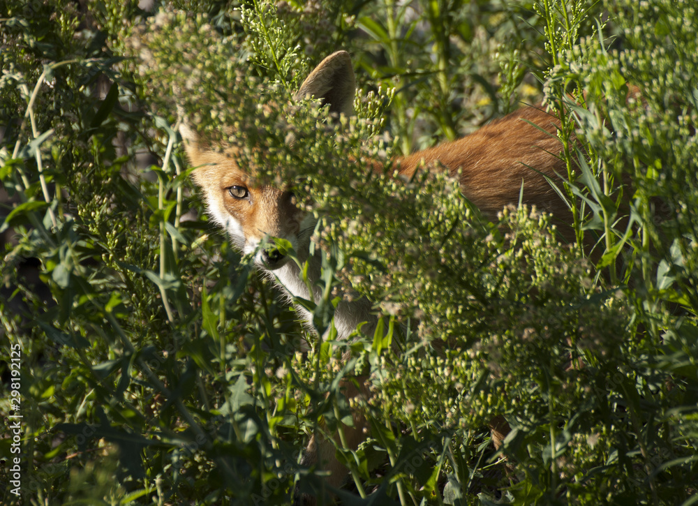 red squirrel in the forest red squirrel in the forest