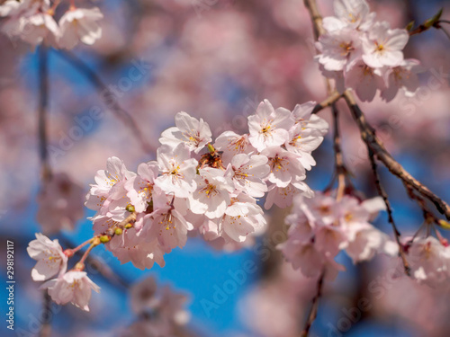 Pink cherry blossoms