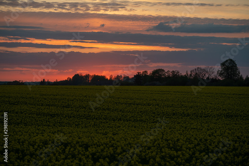 Rapeseed and sunset