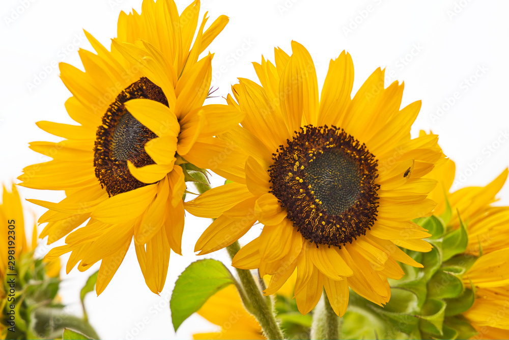 SONNENBLUME WIKIPEDIA visual data 7