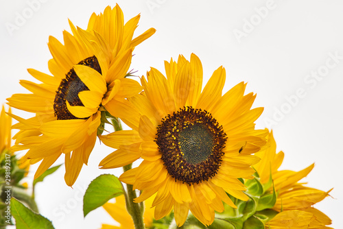 Sonnenblume © Heiko