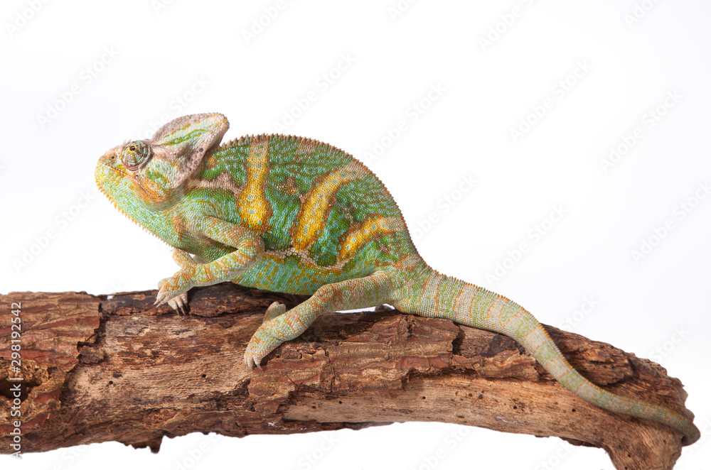 Obraz premium a chameleon walks