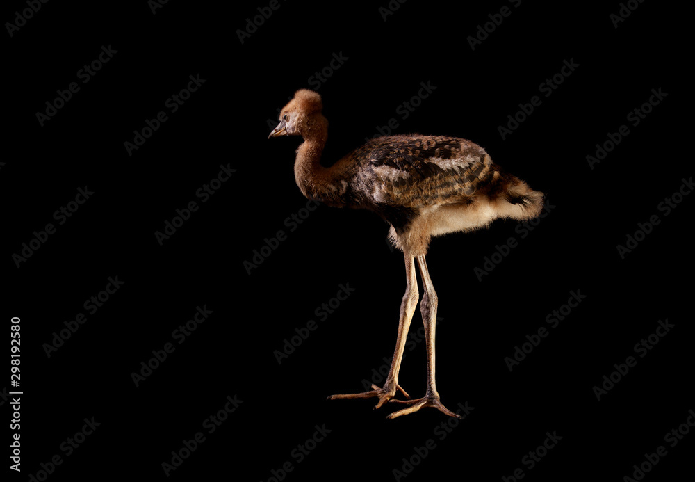 Fototapeta premium black crowned crane - Balearica pavonina