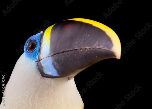 White-throated Toucan (Ramphastos tucanus) photo