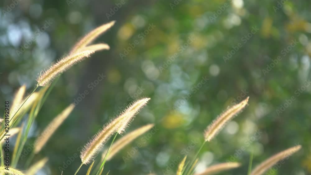 wind blowing tall reeds flower background
