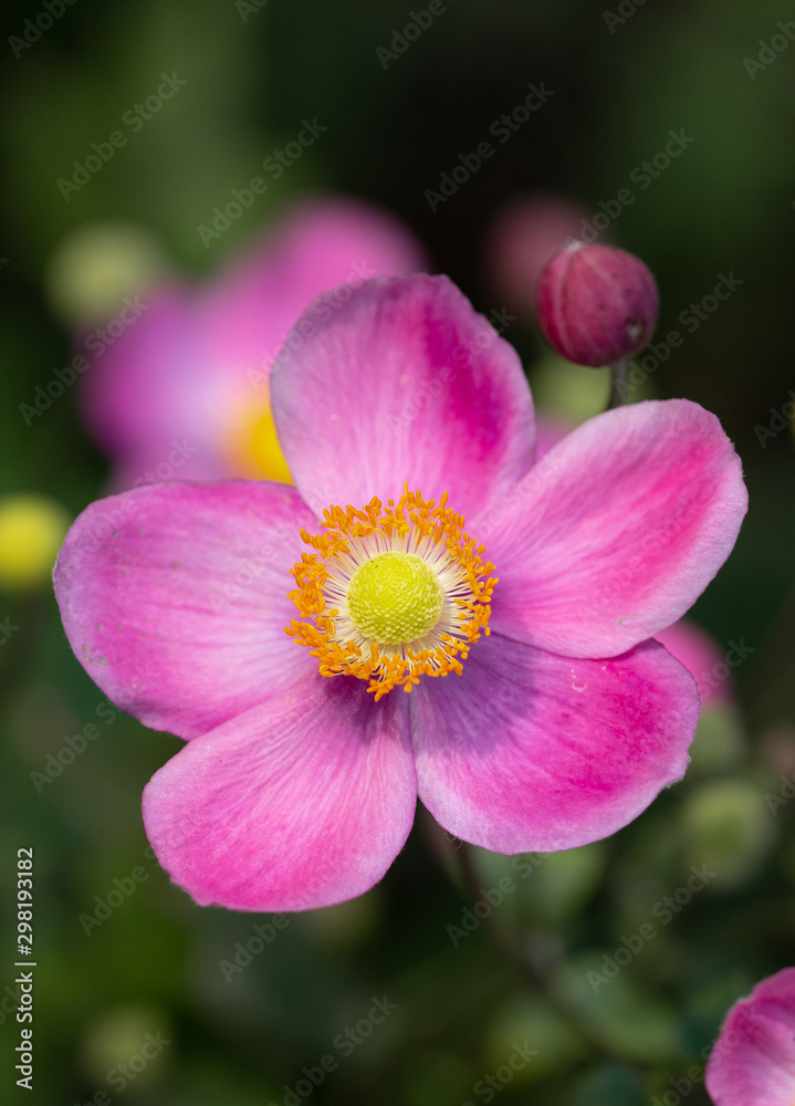 single pink anemone blossom in a anemone field at botanical garden single pink anemone blossom in a anemone field at botanical garden