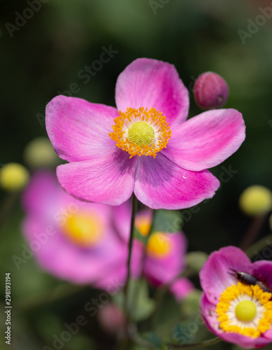 single pink anemone blossom in a anemone field at botanical garden