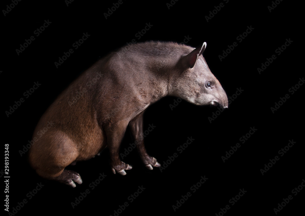 South American tapir - Tapirus terrestris