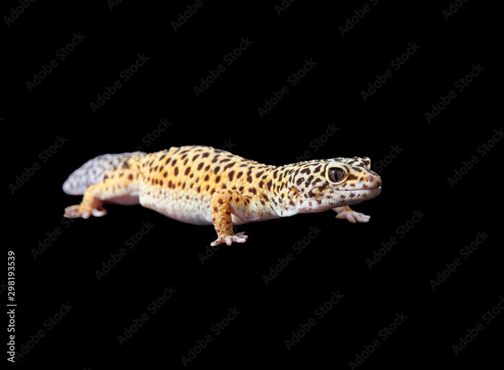 Common leopard gecko (Eublepharis macularius) Common leopard gecko (Eublepharis macularius)
