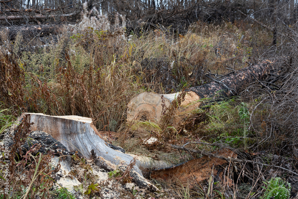 Obraz premium a cut down tree