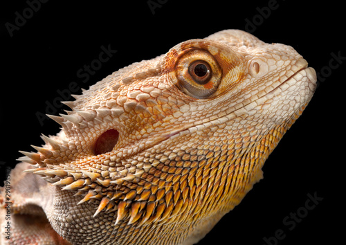 Central bearded dragon (Pogona vitticeps)
