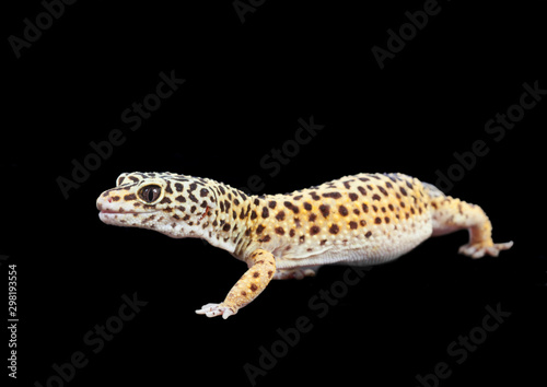 Common leopard gecko (Eublepharis macularius)