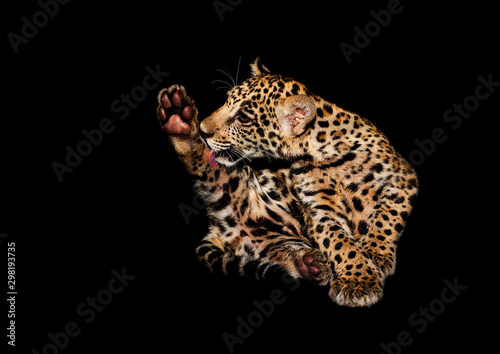 pup of jaguar  Panthera onca  play in their habitat