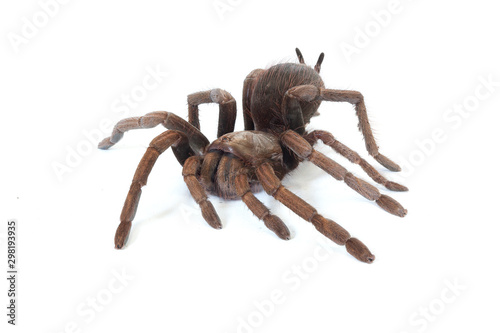tarantula (Pamphobeteus verdolaga)