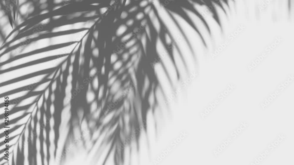 closeup the motion of shadow palm leaf is tropical leaves on white wall background, 4K Resolution