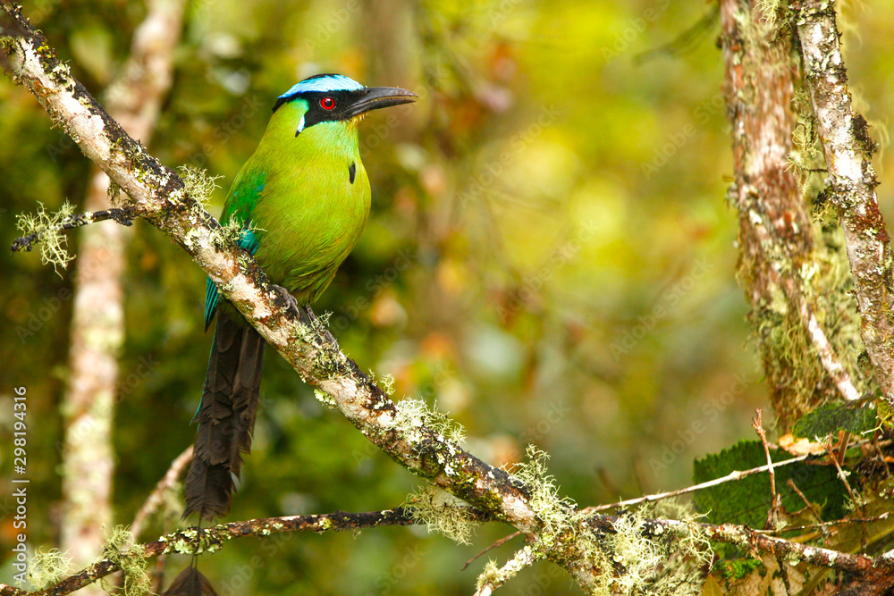 Obraz premium Andean Motmot (Momotus aequatorialis)