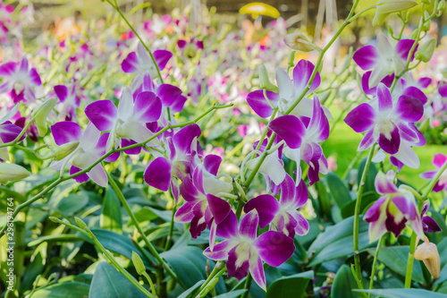Beautiful Orchid flower in tropical garden. Floral background. Selective focus
