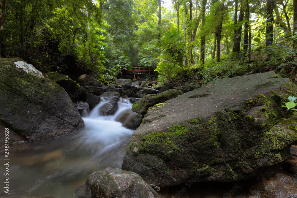 stream in the forest stream in the forest