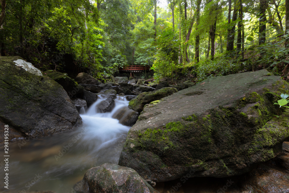 stream in the forest