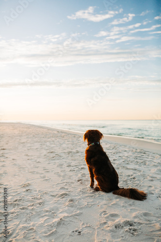 Fototapeta Naklejka Na Ścianę i Meble -  Pretty blue eyed dog dog posing at beach
