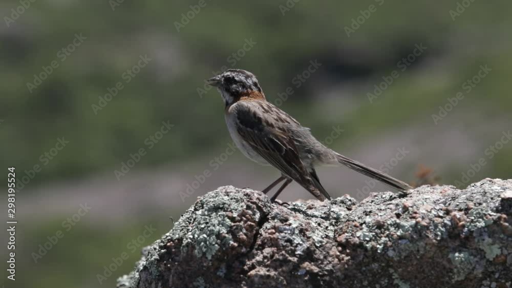 Scene of bird standing on a rock singing. Feathers moving with the wind. Zonotrichia capensis, chingolo. Cordoba, Argentina. Quebrada del Condorito