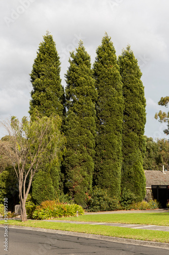 Tall conifer trees standing tall in suburban neighbourhood.