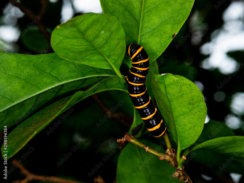 Macro photos of smelling manaca butterfly caterpillar, worm.