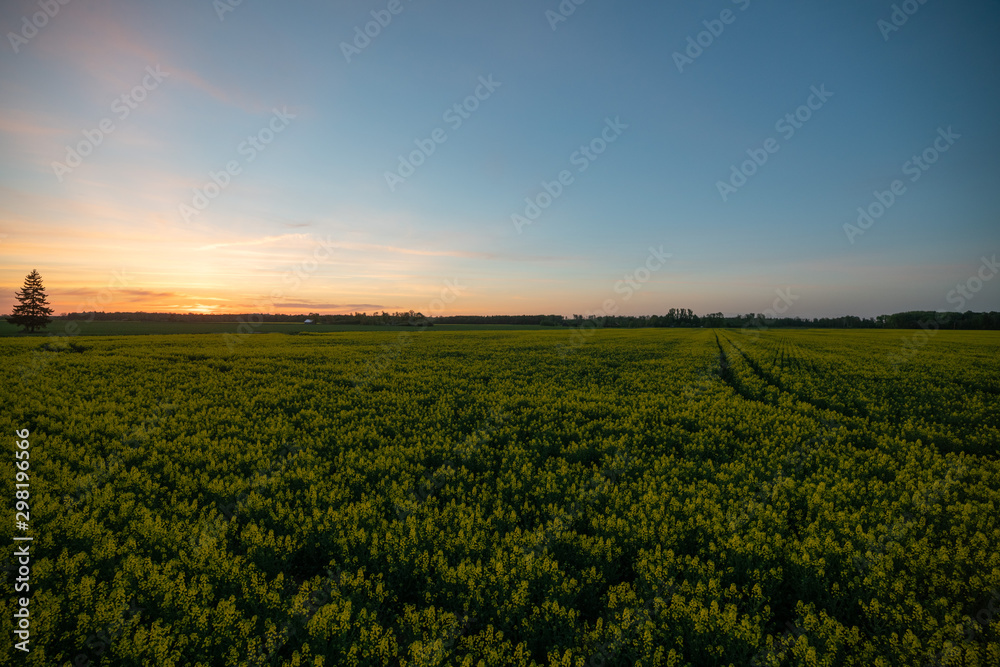 Rapeseed at sunset time Rapeseed at sunset time
