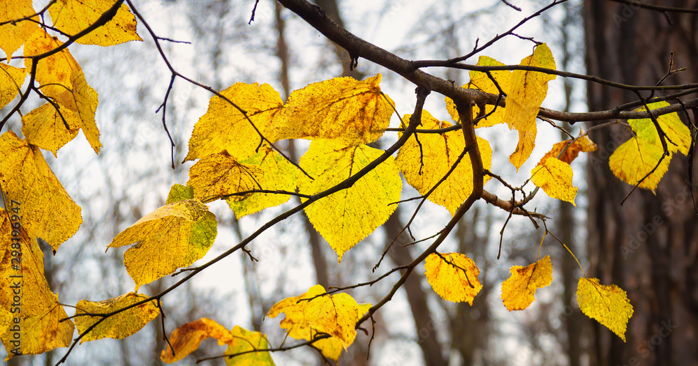 Yellow autumn leaves on a branch. close-up. Yellow autumn leaves on a branch. close-up.