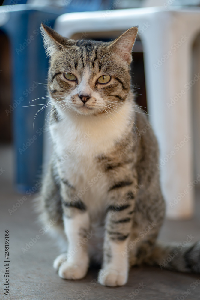 Portrait of striped Thai cat,  tabby cat