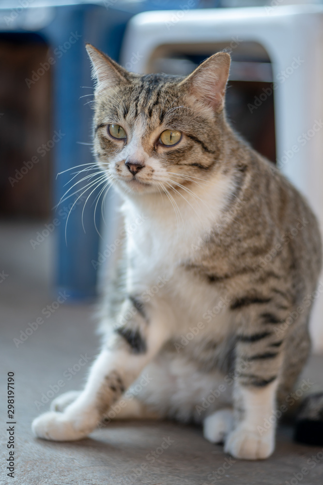 Portrait of striped Thai cat,  tabby cat